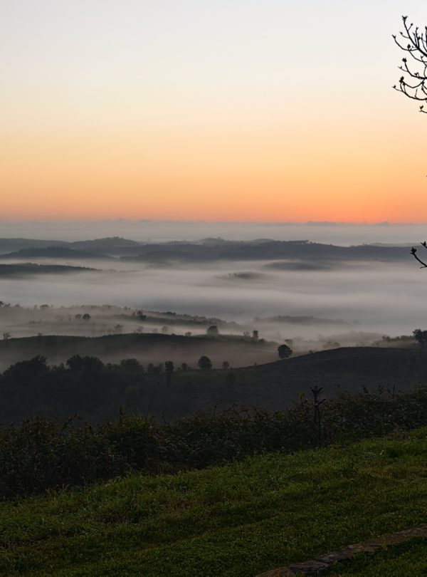 Foggy sunrise over rolling hills in the Alentejo countryside with a tree silhouette
